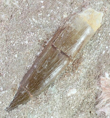 Fossil Plesiosaur (Zarafasaura) Tooth In Rock #61094